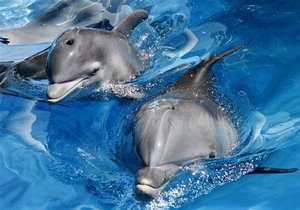 Массовая гибель дельфинов у побережья Калифорнии: ученые заподозрили вирус