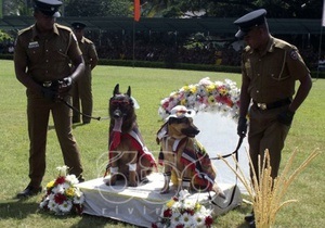 Новини про тварин - дивні новини: На Шрі-Ланці відбулося масове собаче весілля