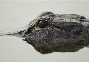 У Єкатеринбурзі розшукують крокодила-втікача
