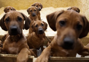 Собаки - Російські вчені визначили походження сучасних собак