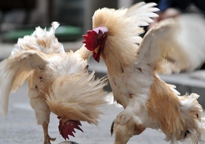 Румунську принцесу судять за організацію півнячих боїв у США