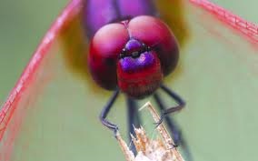 Новини науки: Учені створили штучне око комахи