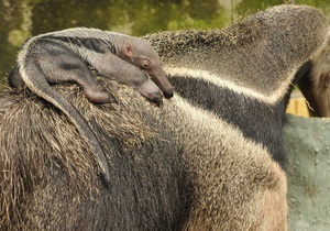 Коста- Ріка - зоопарки - скасування - тварини