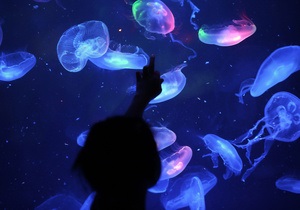 Італія - Іспанія - сітки - медузи