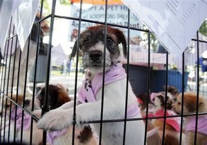 Новини науки - собаки: Вчені з ясували, чому собаки викликають більше співчуття, ніж люди