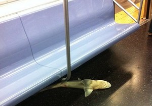 Новини США - Нью-Йорк - акула - У метро Нью-Йорка знайшли труп акули