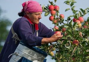 DW: На польський урожай бракує  українських рук 