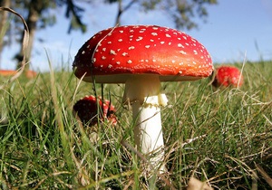 Отруйні гриби - Україна - поганка - мухомор - свинуха