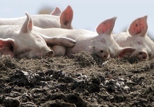 Викрадення свиней - ферма