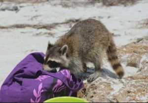 Новини США - новини про тварин: Єнот вкрав в американки сумку-клатч