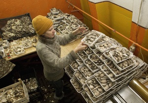 Як збирати гриби - де збирати гриби - які гриби їстівні - їстівні гриби - як правильно збирати гриби - Правила зрізання. Як правильно збирати гриби в Україні, не ризикуючи отруїтися