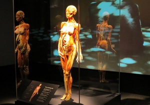 Body Worlds - виставка тіл - Нью-Йорк