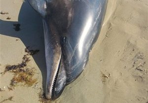У Криму на очах у відпочивальників помер дельфін, якого прив’язали до трактора