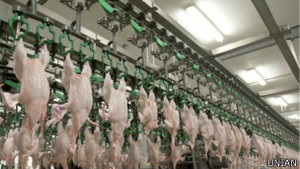 Українським виробникам дозволили продавати курятину в ЄС