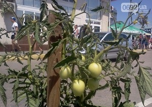 Севастополь - клумби - помідори