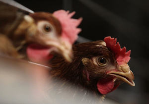 Україна може почати експорт курятини на багатий ринок ЄС уже за тиждень - Держветфітослужба