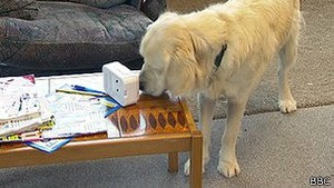 У Британії хворим на деменцію успішно допомагають собаки