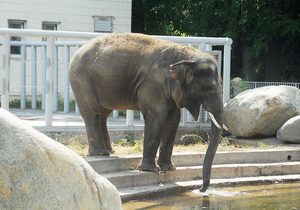 Рахунки Київського зоопарку заарештували через борг після ремонту слонівника - газета