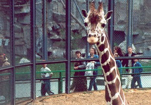 У московському зоопарку обвалився поміст для годування жирафів, постраждали більше 10 осіб