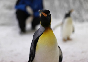 Новини науки: Учені з ясували, як пташенятам пінгвінів вдається місяцями жити без їжі