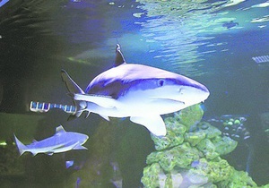 Київ - акула - У київському торговому центрі з явилася найбільша акула в Україні
