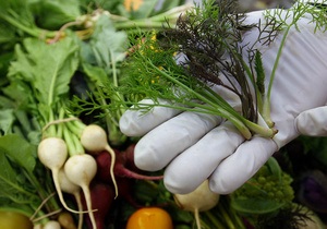 Рослини займаються арифметикою – вчені