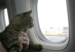Новини США - новини про тварин: У США бездомний збирається повернути хазяїну кішку, із якою він подорожував десять місяців