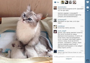 Росія - Пост Медведєва в Instagram про кішку, що окотилася, викликав фурор
