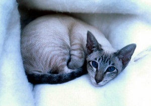 ВВС Україна:  Господарю, а як же я? , або куди подіти улюбленця на час відпустки