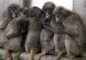 Мавп, яких сирієць намагався незаконно ввезти в Україну, віддадуть у Київський зоопарк