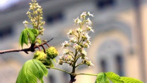 Італійці їдуть до Києва розбиратися з каштанами