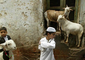 Новини Індії - козли - В Індії трьох козлів затримали за підозрою у псуванні майна