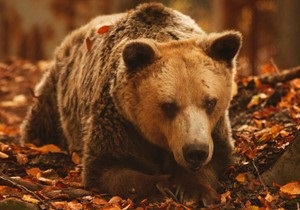 У Греції помер найстаріший у світі ведмідь