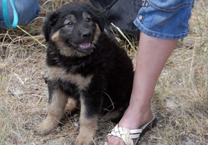 Новини Вінниці - безпритульні собаки - У Вінниці безпритульним собакам виділили 45 днів на пошуки господаря, потім тварин усиплять