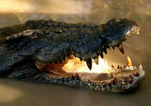 Індонезія - чоловік - крокодил - смерть