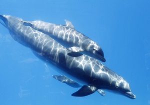 Новини Одеси - дельфінарій - В Одеському дельфінарії народилося дельфінятко