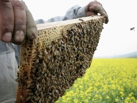 Новини Вінницької області - бджоли - У Вінницькій області бджоли напали на двох чоловіків, один помер