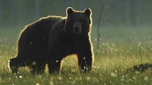 WWF: біорізноманіття Карпат перебуває під загрозою