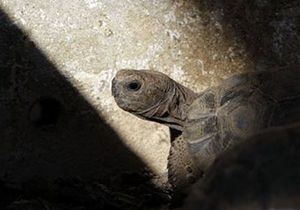 Черепаха, яка пережила п ятьох британських монархів, стала жертвою садового щура