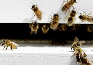 Дивні новини - бджоли - будинок - США