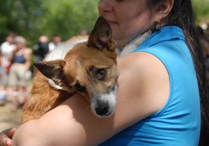 Новини Києва - безпритульні тварини - У Києві відкрилося післяопераційне відділення для безпритульних собак