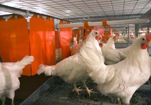 Ъ: Украина ограничила поставки курятины в Таможенный союз