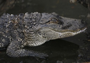 Новини Австралії - крокодил