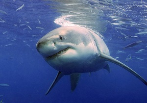 Наука - акули - вагітність - виживання
