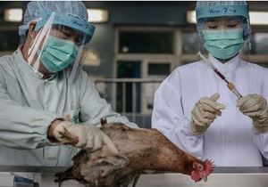 H7N9: новий пташиний грип у запитаннях і відповідях - BBC