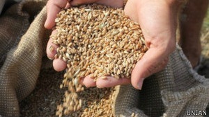 Спекотна та посушлива весна загрожує врожаєві - Гідрометцентр