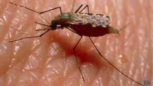 Вчені виявили збудники малярії, стійкі до ліків