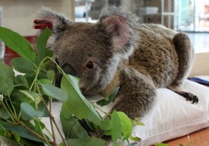 В Австралії масово лікують коал від хламідіозу