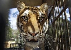 Новини США - У США у вбиральні цирку жінка зіткнулася з тигром
