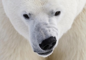 Новини науки: Російську арктичну експедицію переслідує білий ведмідь